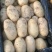 荷兰十五土豆供应充足量大从优基地直发诚信合作欢迎来电