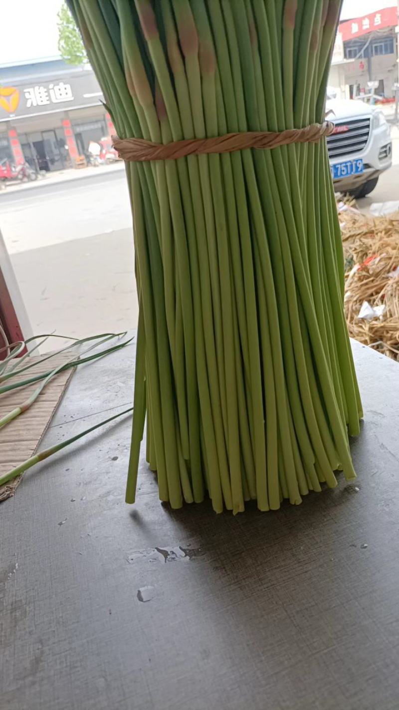 邳州精品小红帽大量上市中价格低气质好邳州精品小红帽大量上