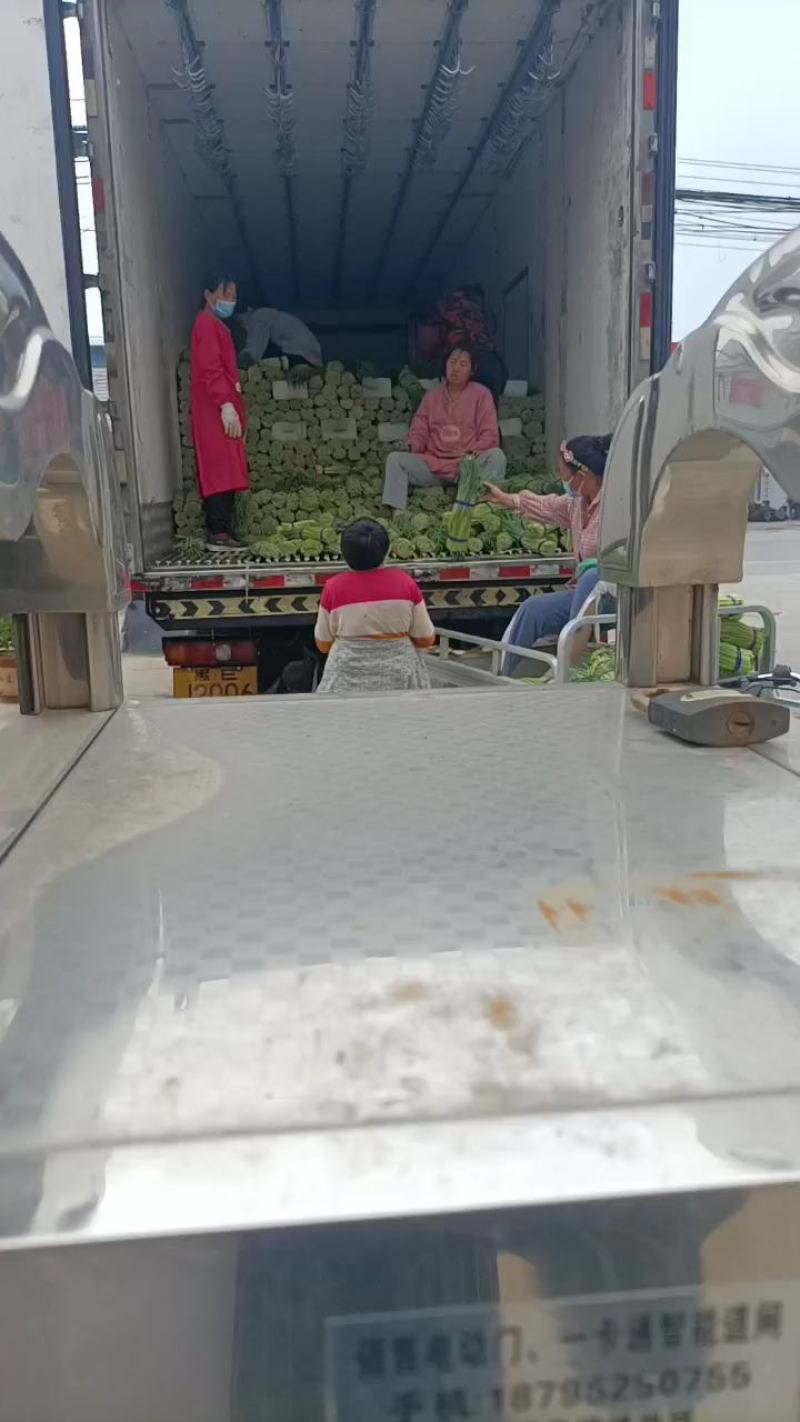 邳州精品小红帽大量上市中价格低气质好邳州精品小红帽大量上