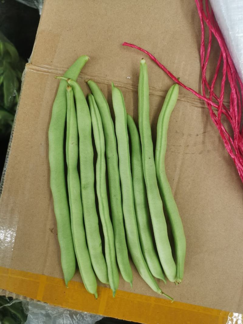 四季豆无筋豆基地直供现采现采新鲜上市