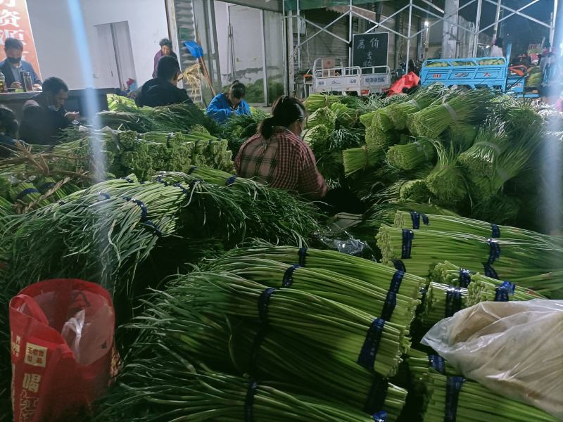 邳州精品小红帽大量上市中价格低气质好邳州精品小红帽大量上