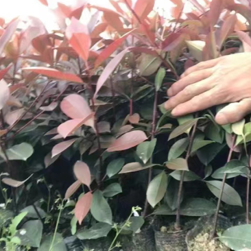 红叶石楠小杯苗，基地直销，现挖现装，红叶石楠