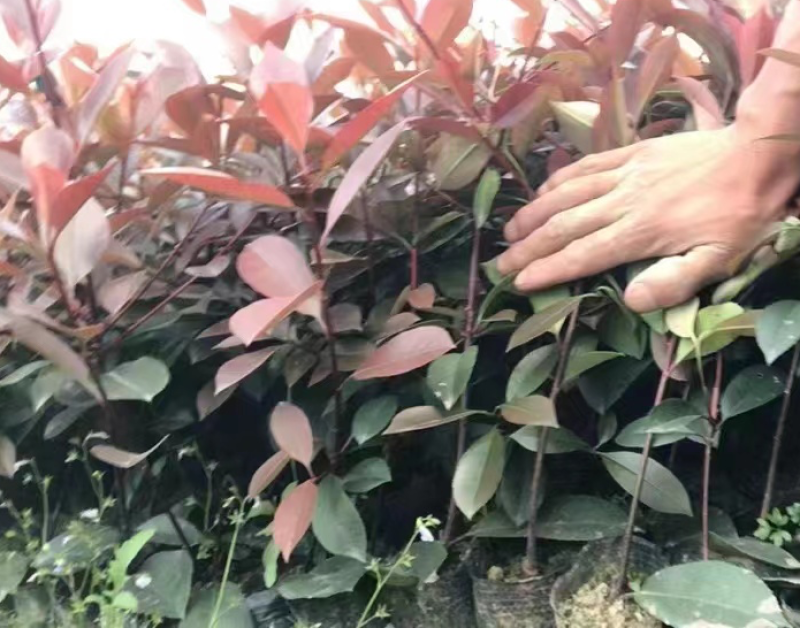 红叶石楠小杯苗，基地直销，现挖现装，红叶石楠