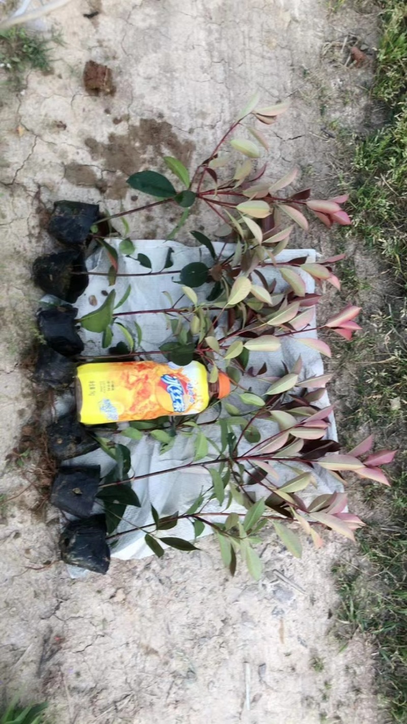 红叶石楠小杯苗，基地直销，现挖现装，红叶石楠