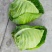 牛心甘篮大量上市