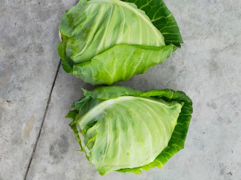 牛心甘篮大量上市
