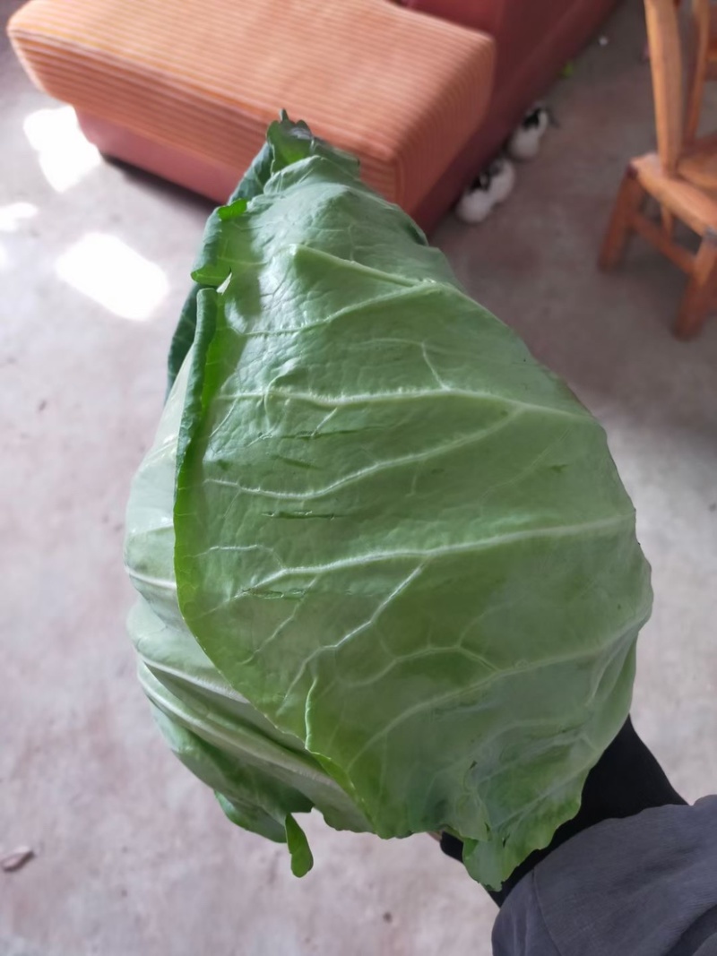 牛心甘篮大量上市