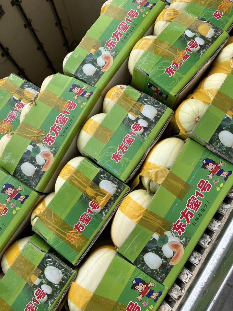 台州东方蜜头茬瓜大量上市了