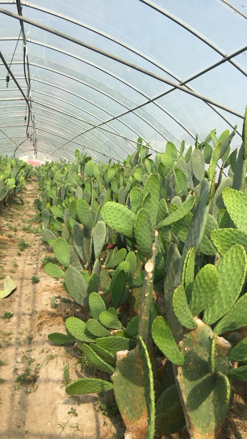 仙人掌菜用嫩叶片墨西哥米邦塔食用品种仙人掌菜用动物饲料