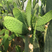 仙人掌菜用嫩叶片墨西哥米邦塔食用品种仙人掌菜用动物饲料