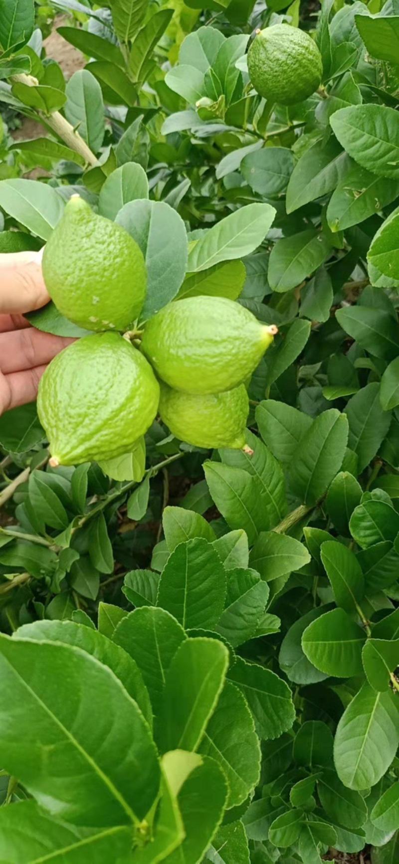广东香水柠檬