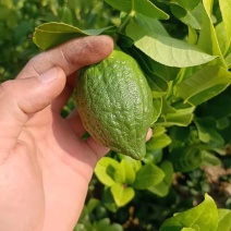 广东香水柠檬