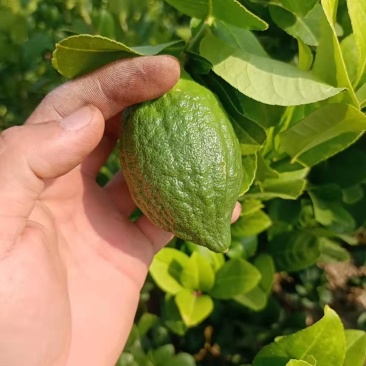 广东香水柠檬