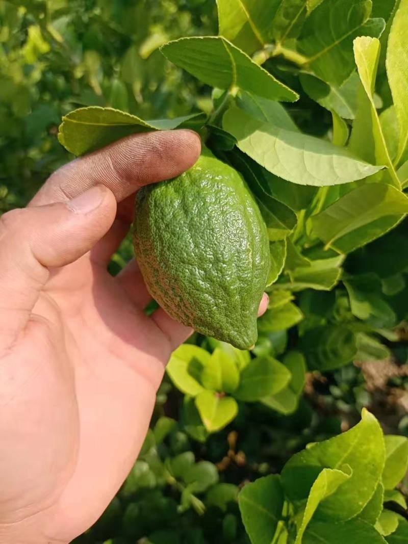 广东香水柠檬