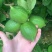 广东香水柠檬