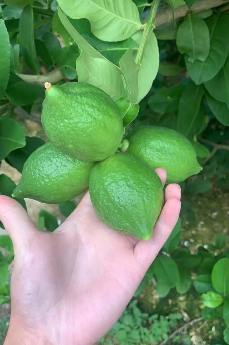 广东香水柠檬