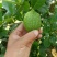 广东香水柠檬