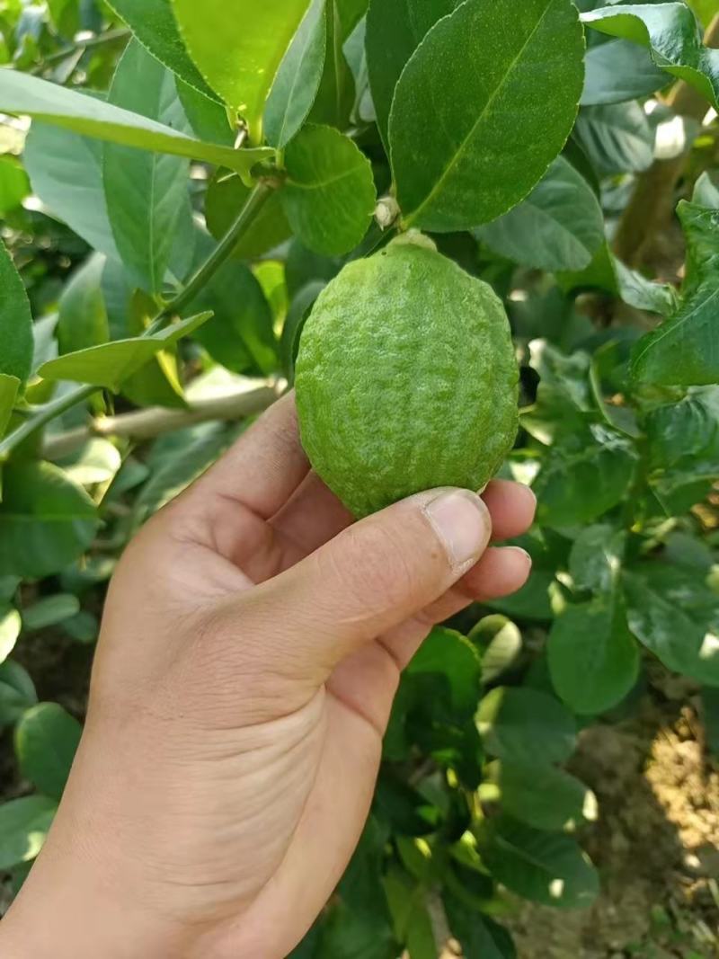 广东香水柠檬
