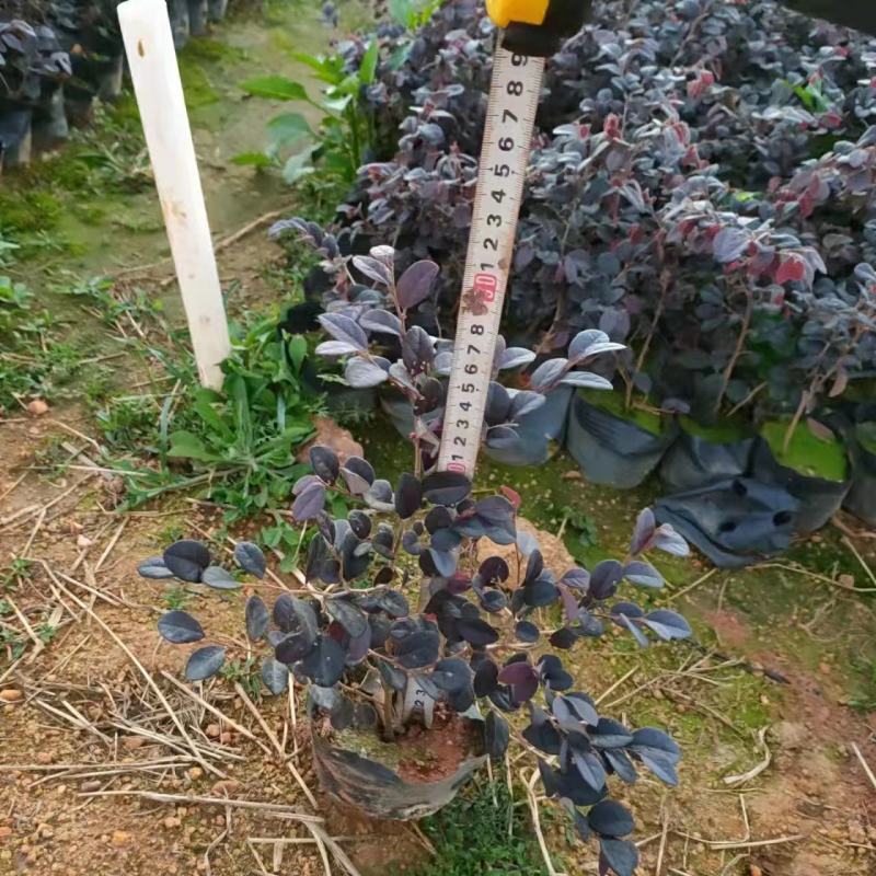 红继木5斤袋，7斤袋，苗木冠幅好，保证质量