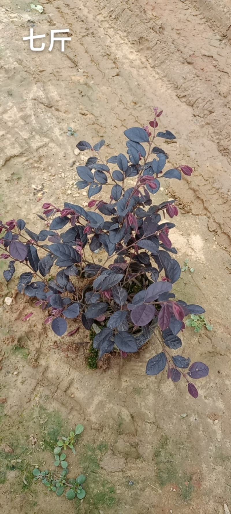 红继木5斤袋，7斤袋，苗木冠幅好，保证质量