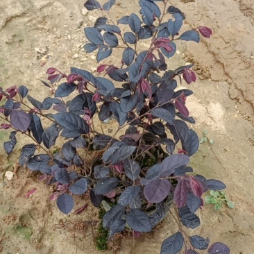红继木5斤袋，7斤袋，苗木冠幅好，保证质量