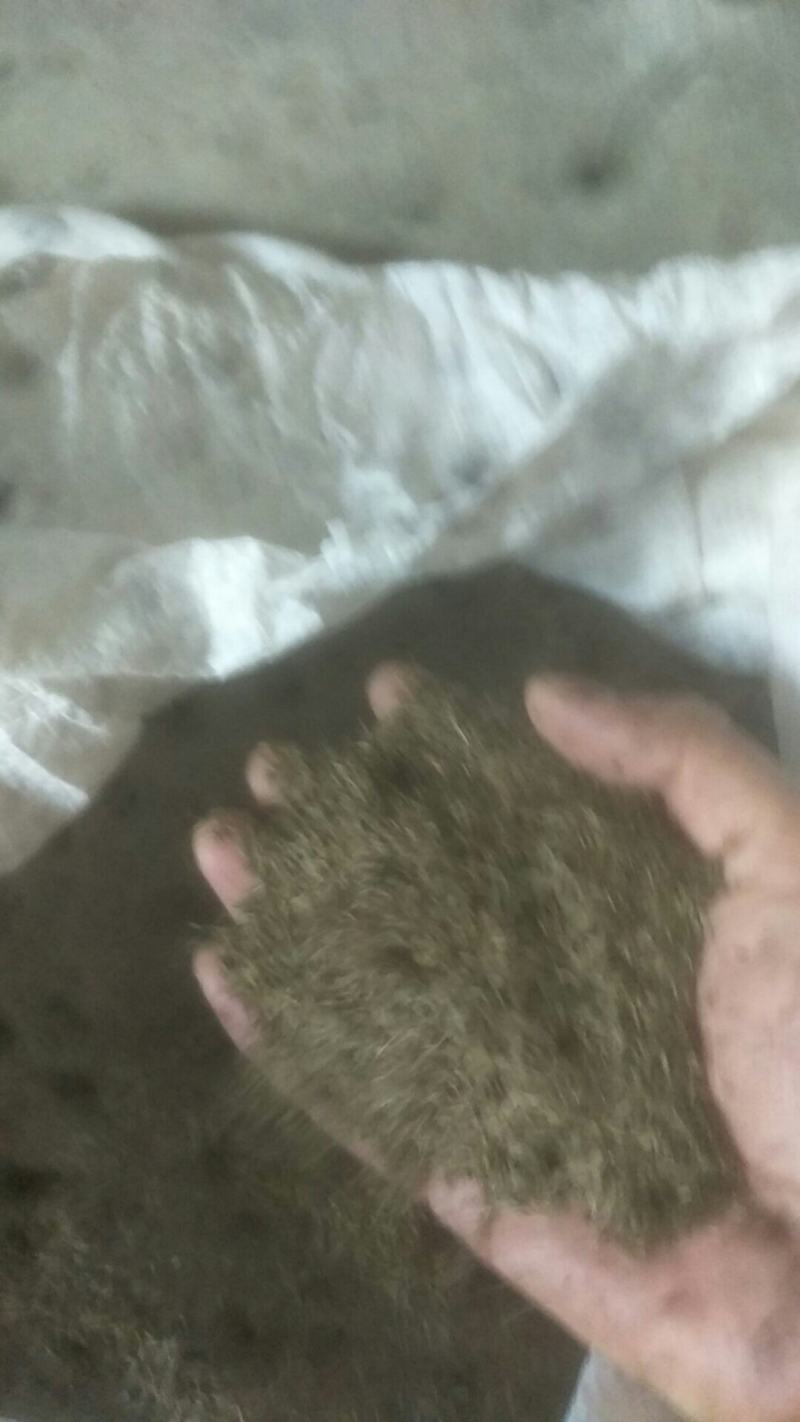 蒲公英种子