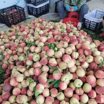 大量出售小红桃，突围，新西兰毛桃，个头大口感脆甜产地直发