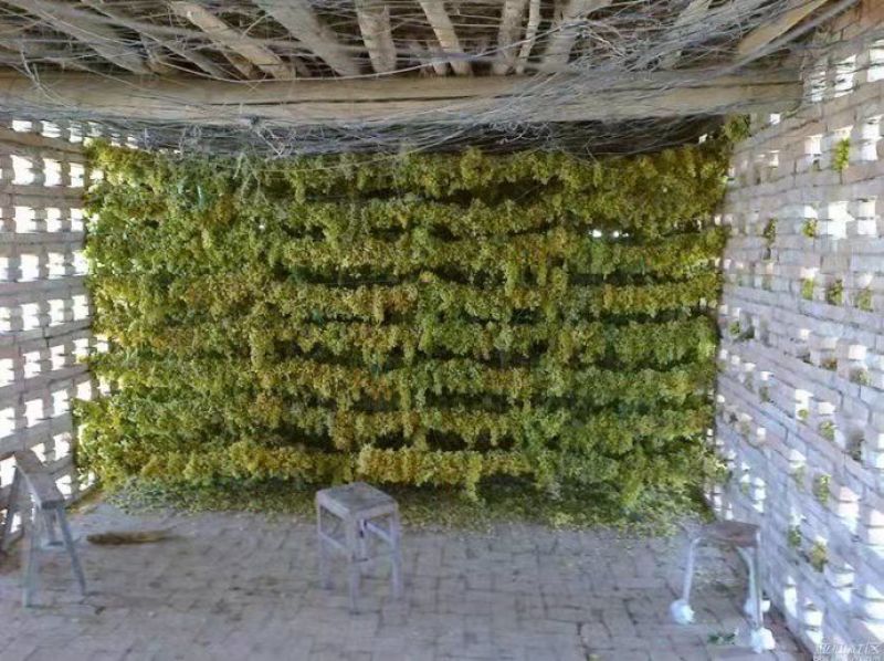 葡萄干新疆葡萄干电商用葡萄干厂家货源低价供应颜色好
