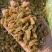 葡萄干新疆葡萄干电商用葡萄干厂家货源低价供应颜色好