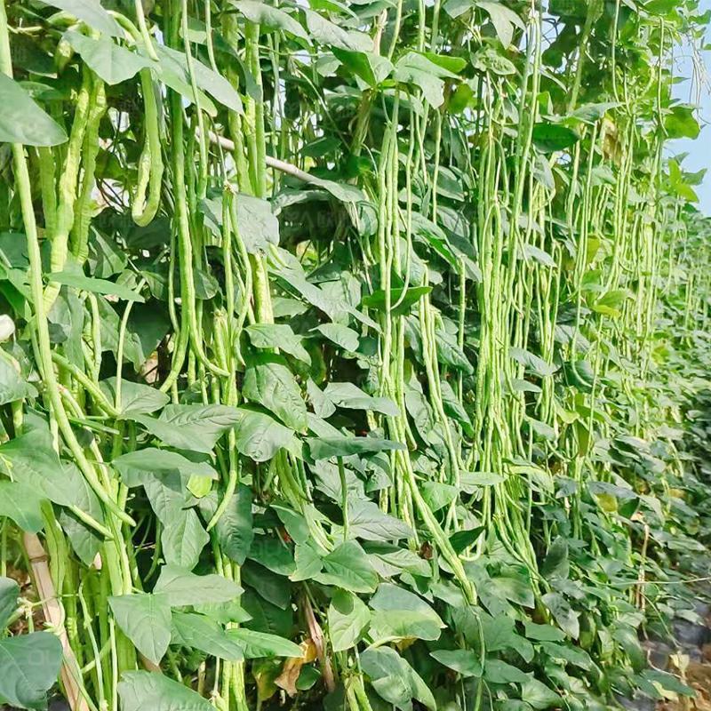 秋豆角长豆角种子高产豇豆种子春秋越冬耐寒耐热大棚露地豆角