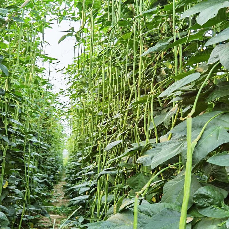 秋豆角长豆角种子高产豇豆种子春秋越冬耐寒耐热大棚露地豆角