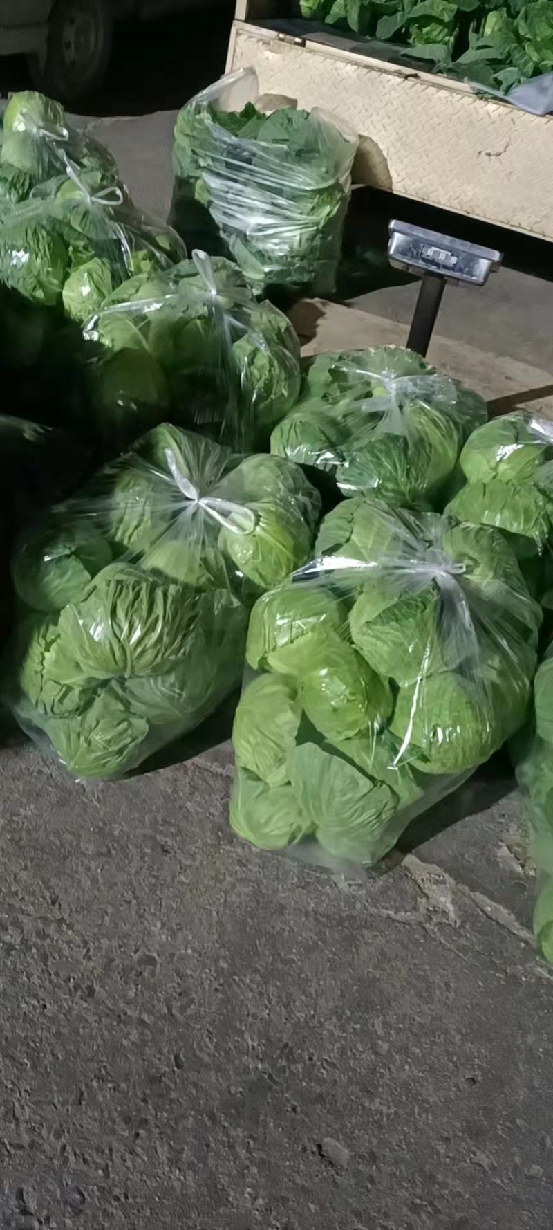 精品甘蓝颜色绿，本地中甘系列，可散装，袋装，货源充足
