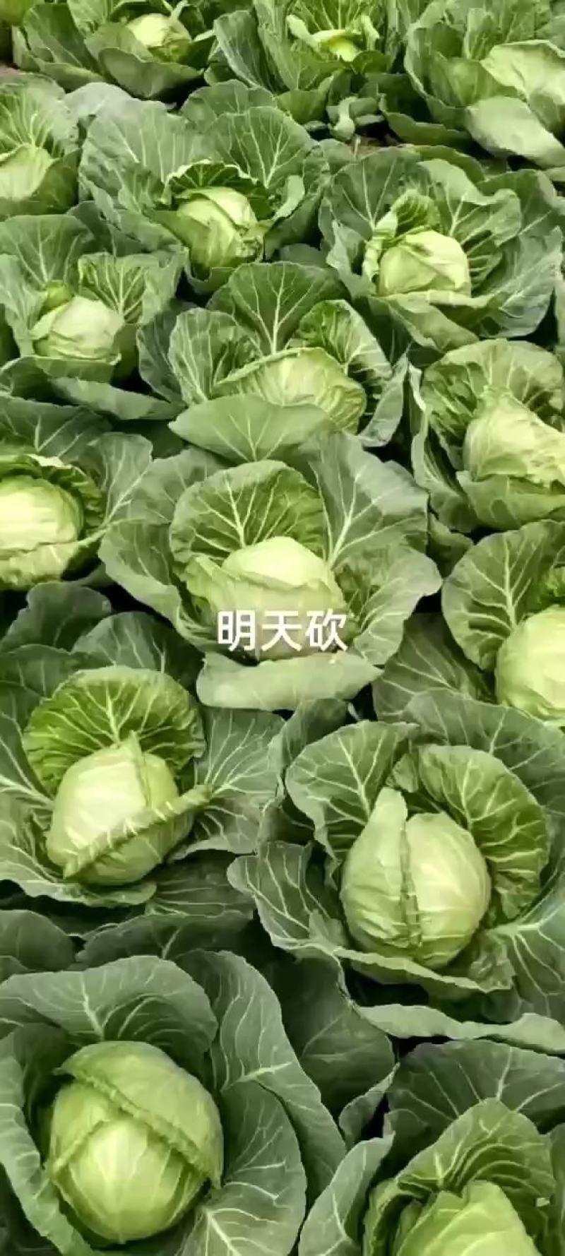 精品甘蓝颜色绿，本地中甘系列，可散装，袋装，货源充足