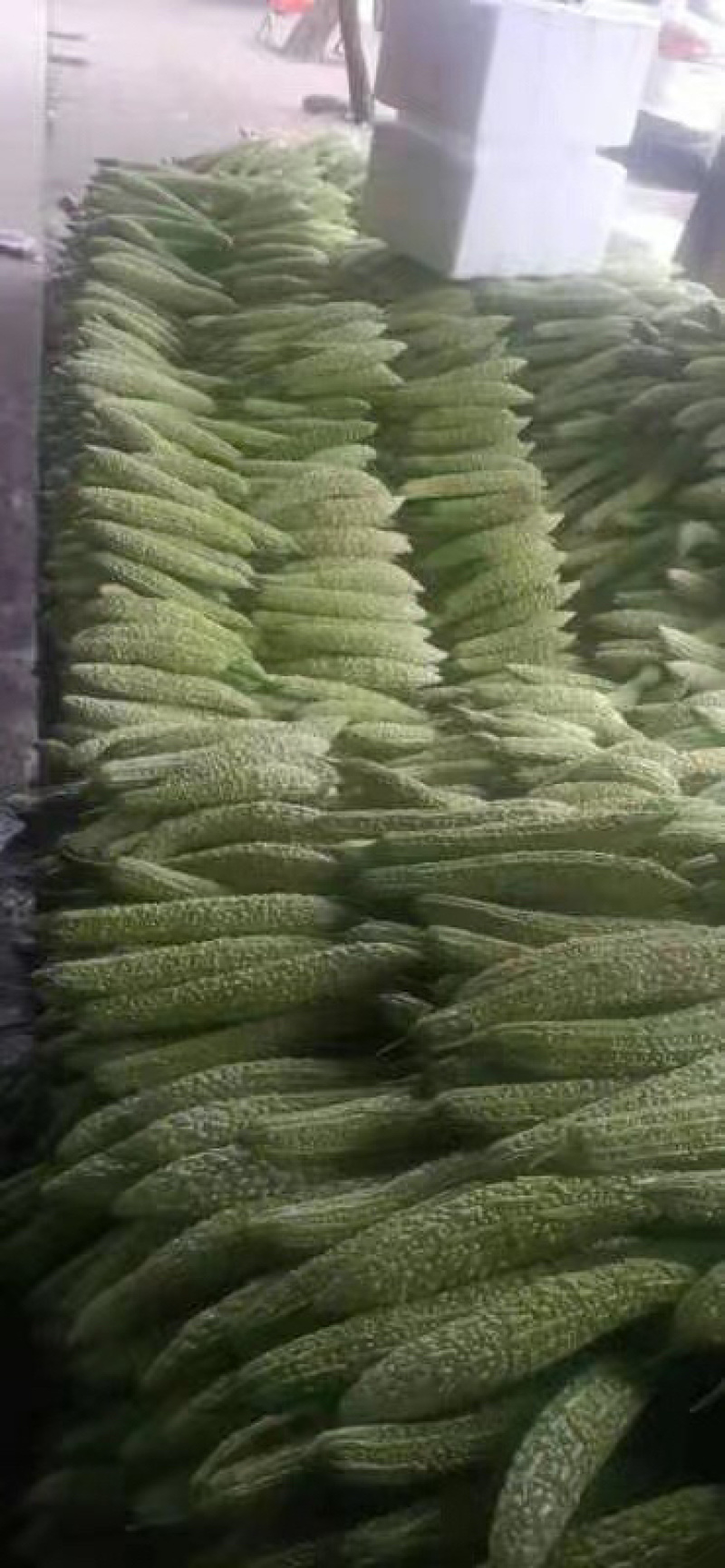热卖精品油苦瓜，现采现装，货品如图一样实力代办，产地直销