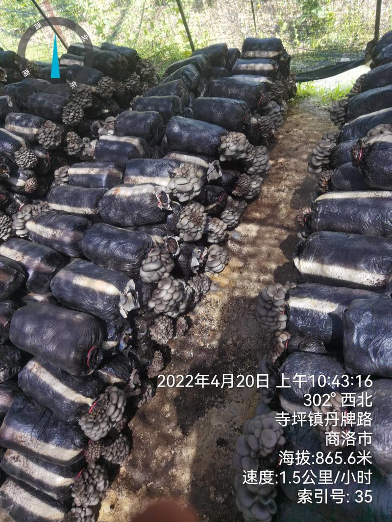 陕西省商洛市反季节黑平菇大量上市了