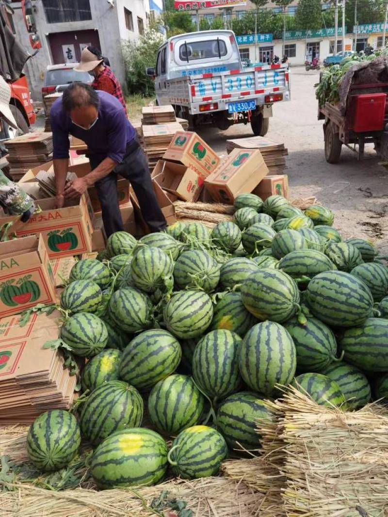 【甜王西瓜】山东西瓜品种齐全大量上市产地一手货源