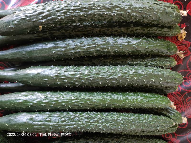 靖远密刺黄瓜，大棚种植技术，当天现摘，条直短把长条