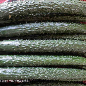 靖远密刺黄瓜，大棚种植技术，当天现摘，条直短把长条