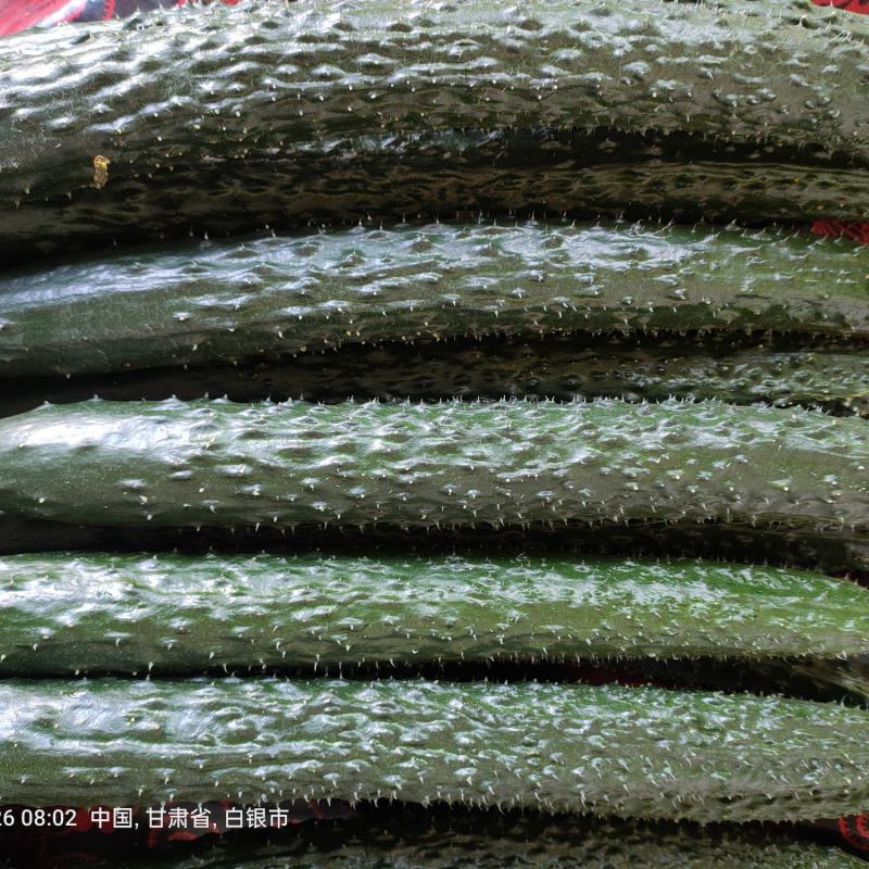 靖远密刺黄瓜，大棚种植技术，当天现摘，条直短把长条
