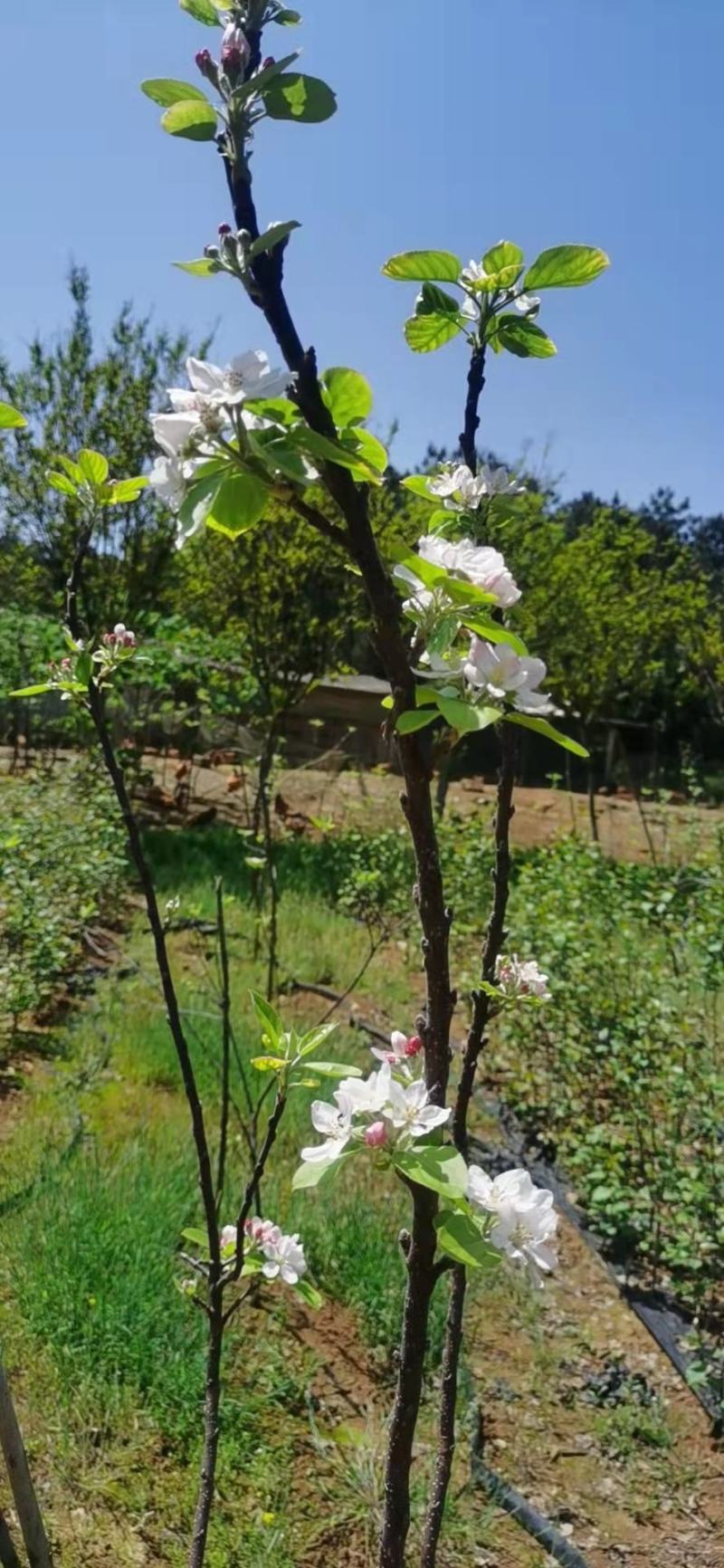 南方苹果苗，项目工程苹果苗，技术指导招广西省市级推广代理
