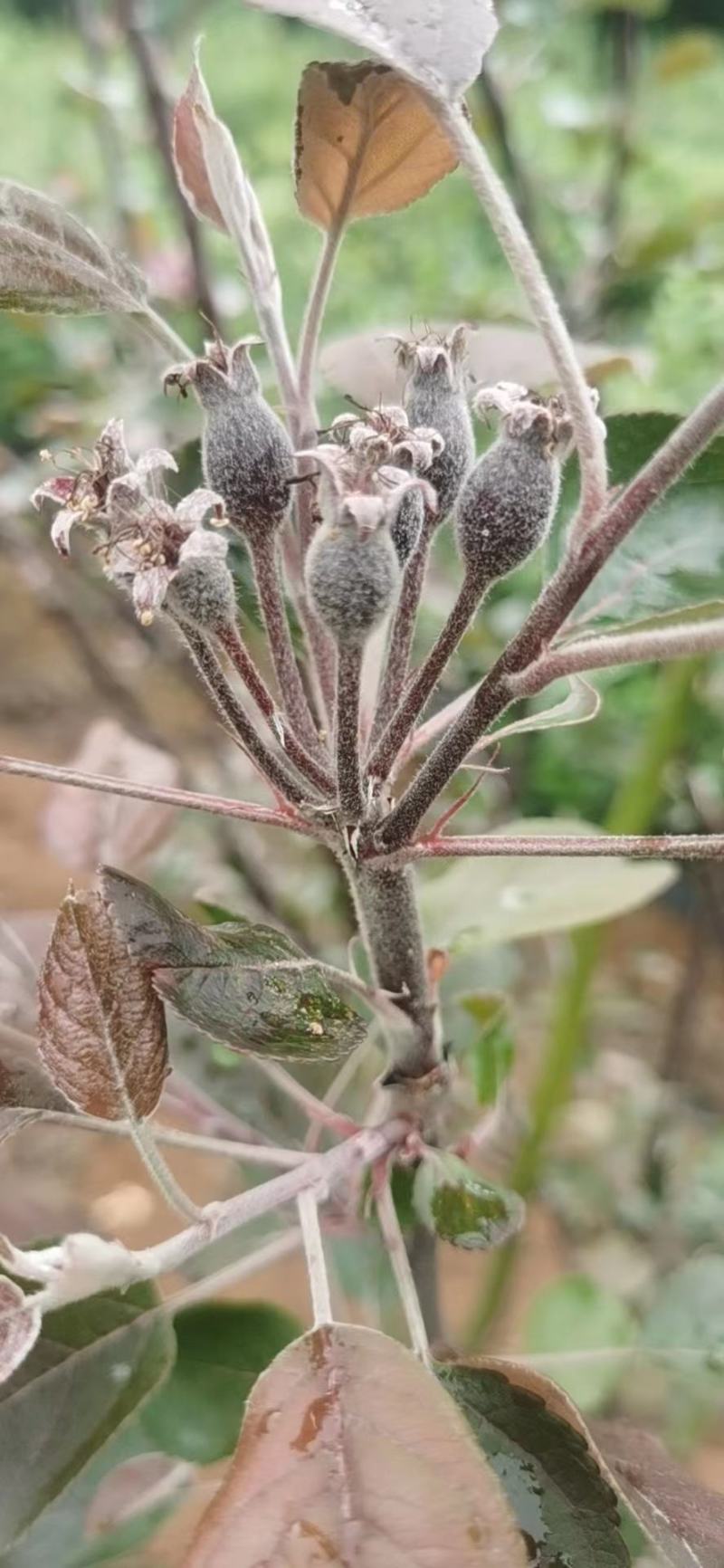 南方苹果苗，项目工程苹果苗，技术指导招广西省市级推广代理