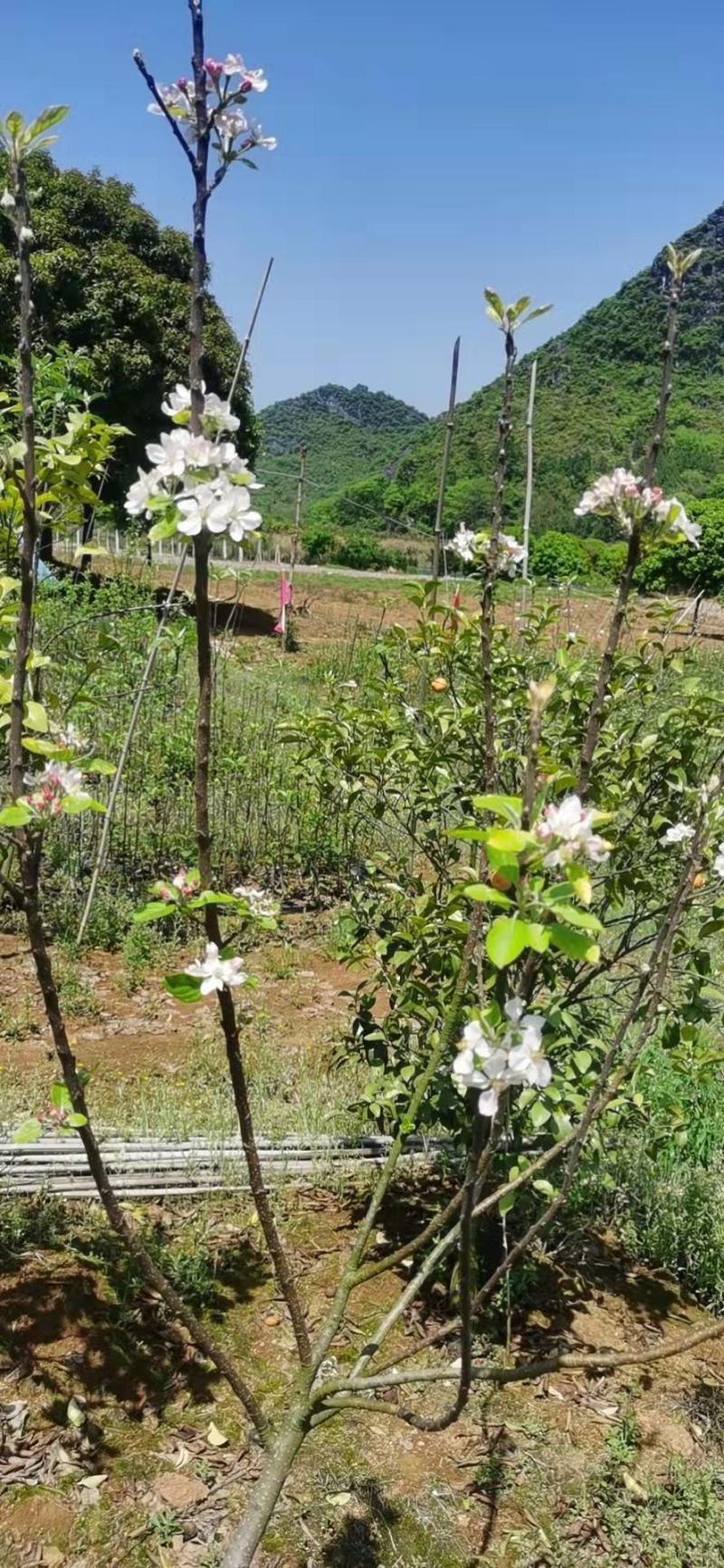 南方苹果苗，项目工程苹果苗，技术指导招广西省市级推广代理