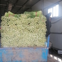 乐亭县芹菜蔬菜基地大量现货价格优惠