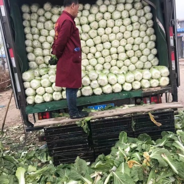 精品大白菜大量上市