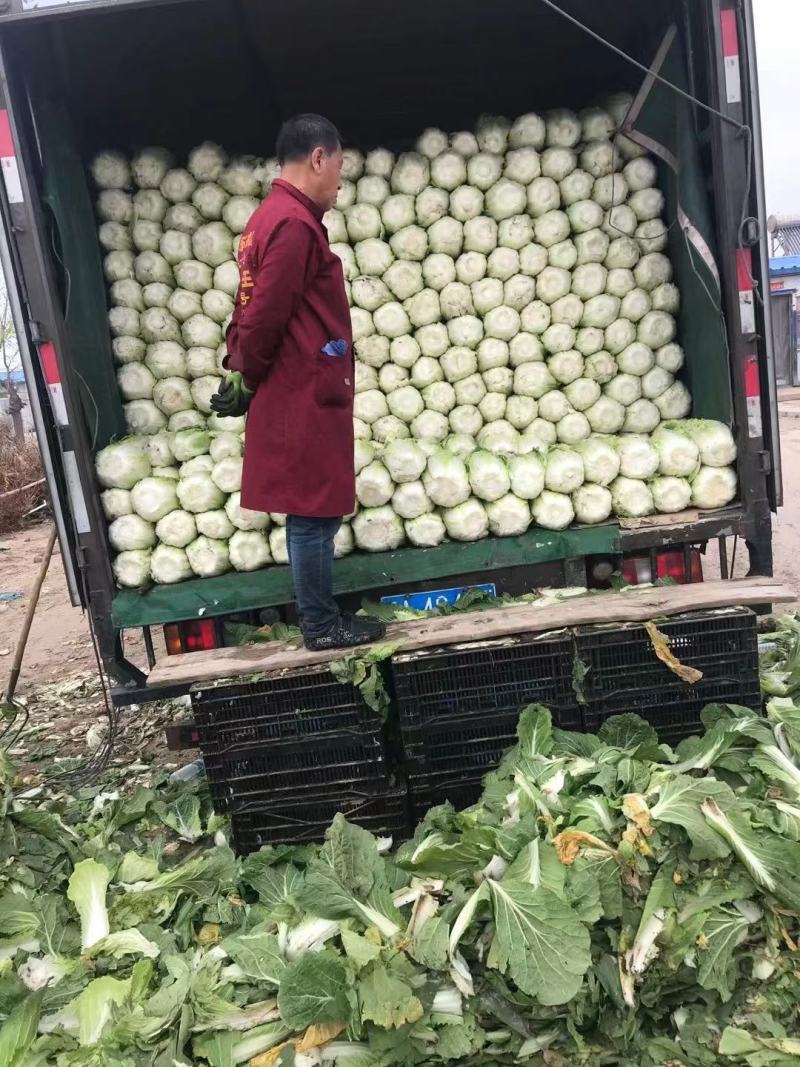精品大白菜大量上市
