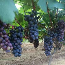 云南精品夏黑葡萄大量上市，品质优良，基地直供，多汁多肉