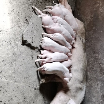 出售育肥仔猪