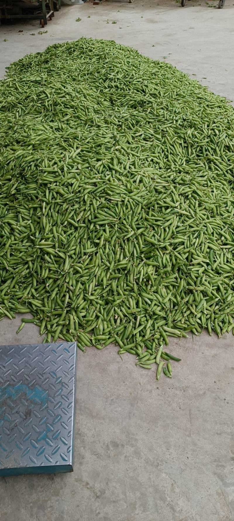 青豌豆荚，产地直供，一手货源，保质保量!