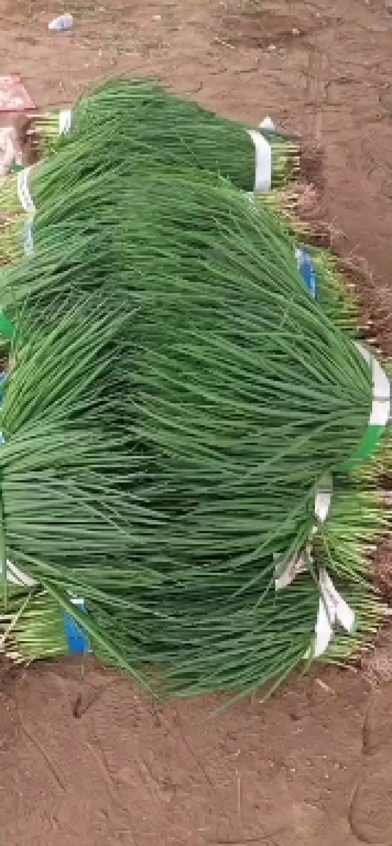 精品小葱苗