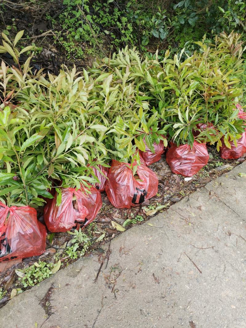 江西优质木荷小苗/杯苗全国发货品种优一品